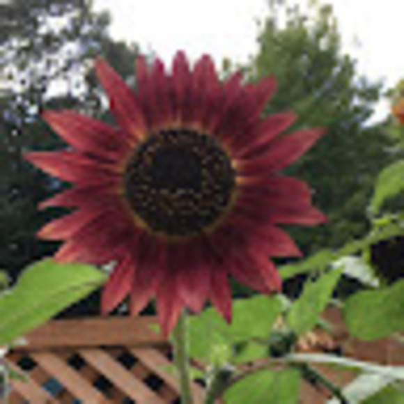 urbangirl1355